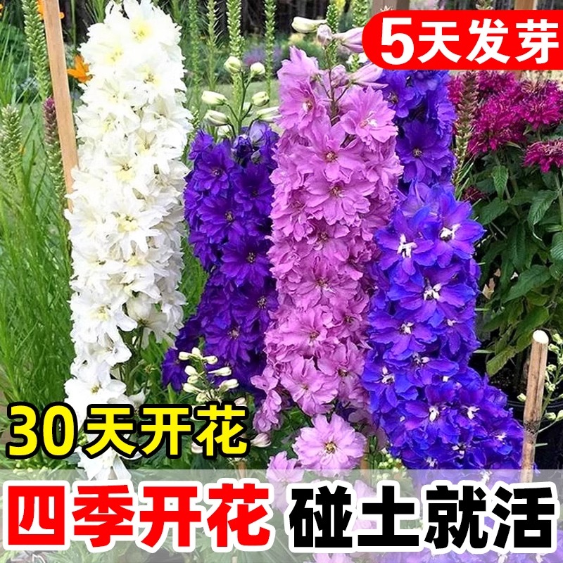 繁千飞燕草花种重瓣草花苗