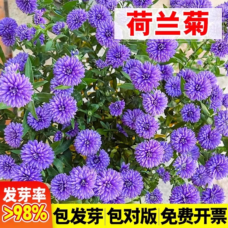 荷兰菊花种子重瓣紫苑翠菊