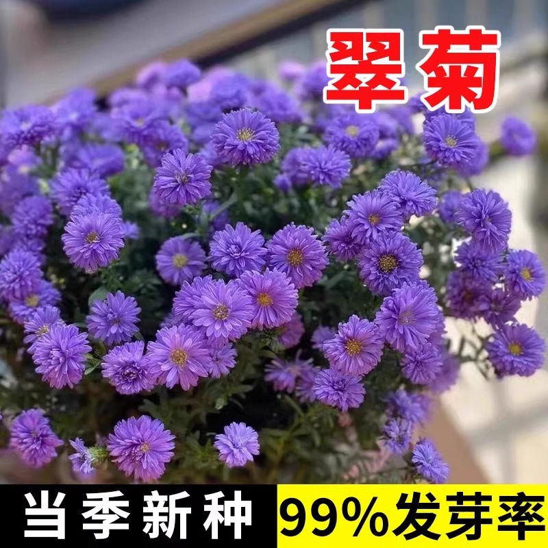 翠菊种子大花矮生庭院盆栽花卉种籽阳台绿植重瓣菊花易活四季播种