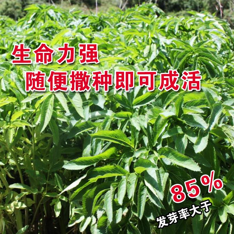 甘草种子 中草药材种子 甜草 耐热耐寒耐瘠薄 四季播 易种 盆栽