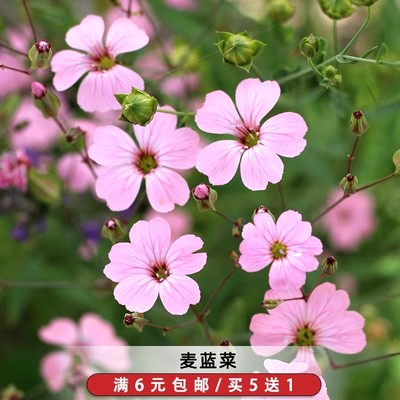 麦蓝菜种子粉色大花满天星籽