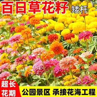 百日草花籽多年生花种子公园景区花海播种工程野花组合花种籽