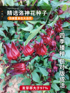红桃k种子籽洛神花种子四季红金梅苗种孑玫瑰茄树苗盆栽四季开花