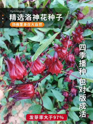 红桃k种子籽洛神花四季金