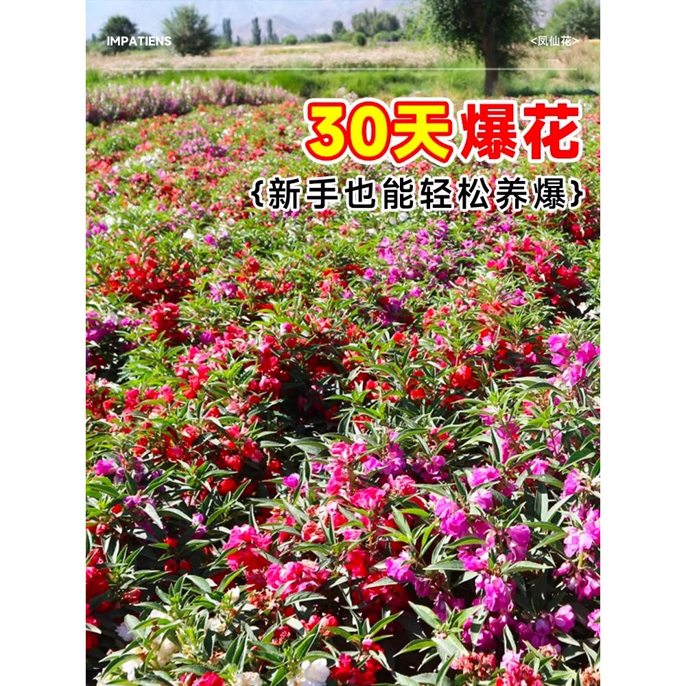 单瓣凤仙花种子四季播种开花庭院室内外花籽阳台盆栽指甲花种籽孑 - 实物图