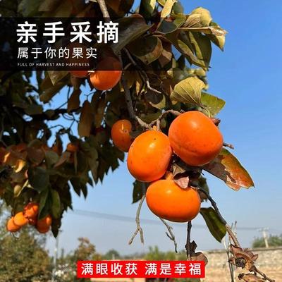 柿树种子君迁子种子黑柿子软枣种籽嫁接柿子树核桃树砧木子野柿子