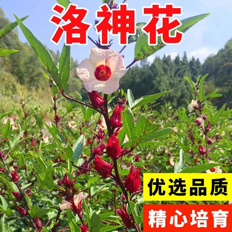 红桃k种子籽洛神花种子四季红金梅苗种孑玫瑰茄树苗盆栽四季开花,鲜花速递/花卉仿真/绿植园艺,家庭园艺种子,淘宝优惠券,粉丝福利购,淘宝优惠卷