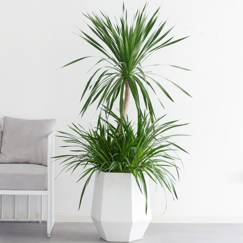 龙须树盆栽大型绿植龙血树室内客厅好养办公室绿植老桩除甲醛盆景