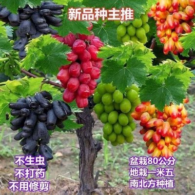 新品种嫁接矮化不搭架葡萄树