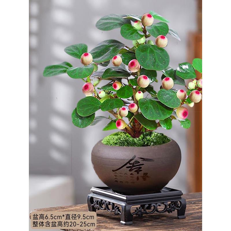 茶室禅意绿植盆栽四季带果子小盼菩提树中式氛围盆景好养易活花