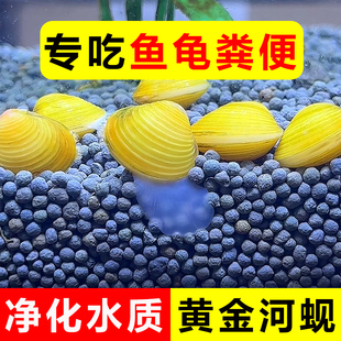 专吃鱼屎粪便黄金小河蚌净水观赏河蚬淡螺鲜活物黑金刚贝壳苗活体