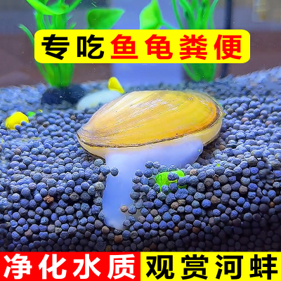 观赏黄金小河蚌专吃鱼屎粪便净水河蚬淡螺鲜活物黑金刚贝壳苗活体