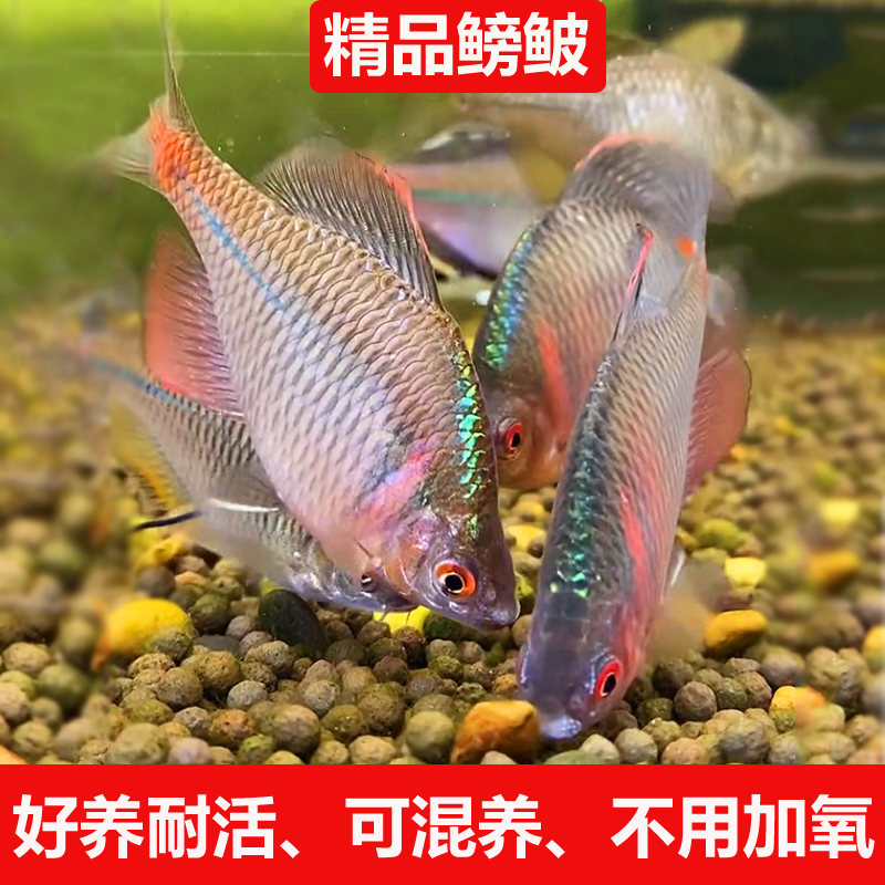 七彩鳑鲏鱼苗淡水混养高体鳑鲏彩石冷水观赏鱼大小型原生好养耐活