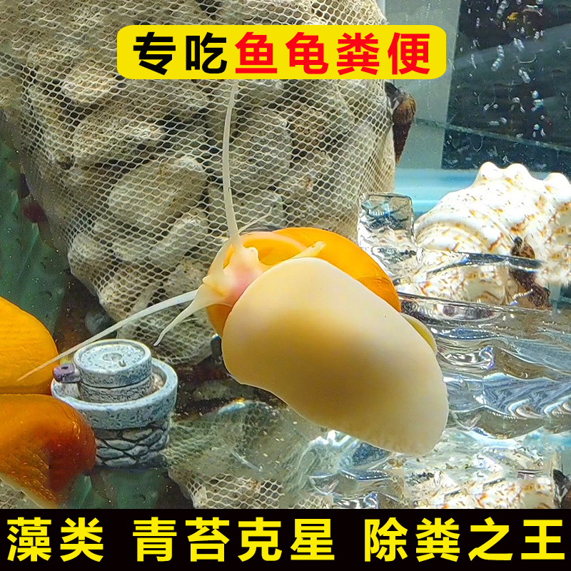 专吃鱼屎粪便的黄金螺观赏河蚌苹果黑金刚食藻青苔清洁缸除藻冷淡-封面