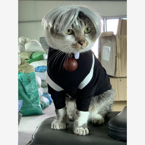 猫咪蔡徐坤衣服假发小黑子爱坤坤鸡你太美ikun猫咪背带裤宠物衣服