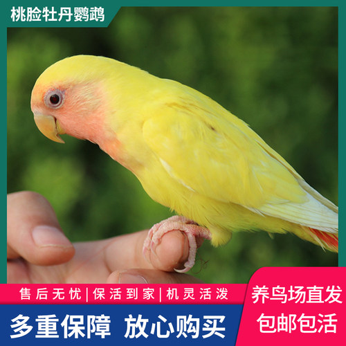 靓宠异族桃脸牡丹鹦鹉包邮