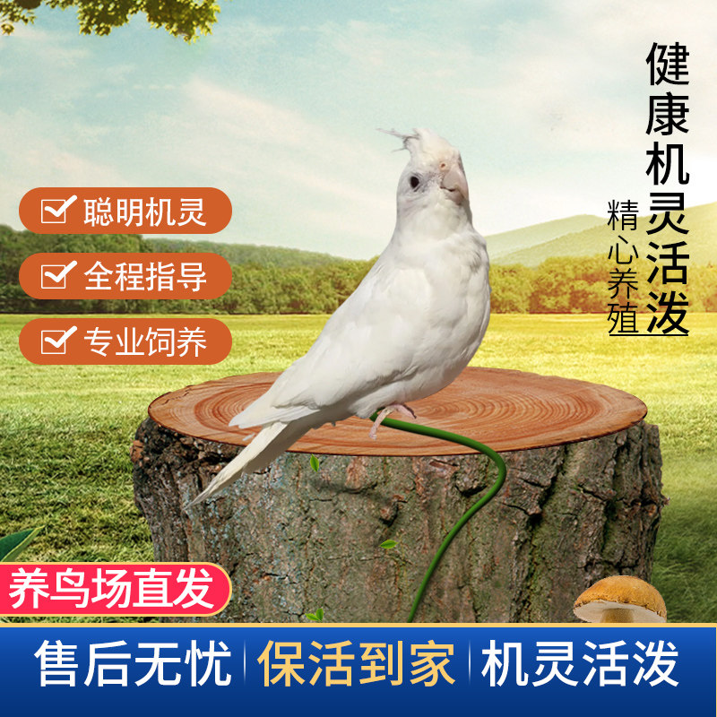 宠物鸟活体玄风活物会说话鸡尾鹦鹉活鸟白子黑牛金头原始派特玄风