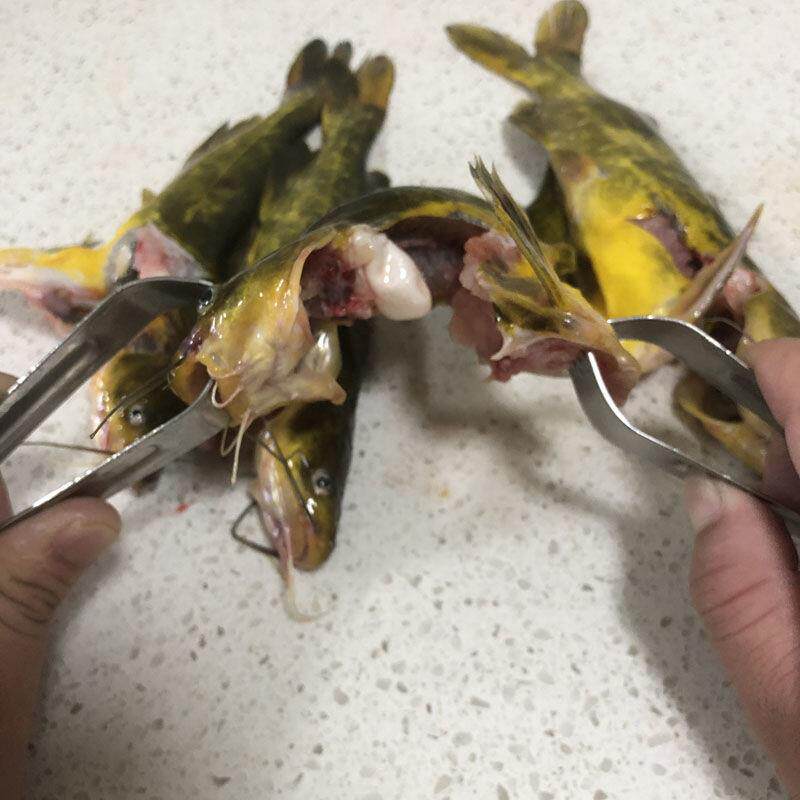 杀丁专用夹杀黄骨鱼姑工具钳子破撕夹鱼不钢锈黄控鱼防子扎辣黄子