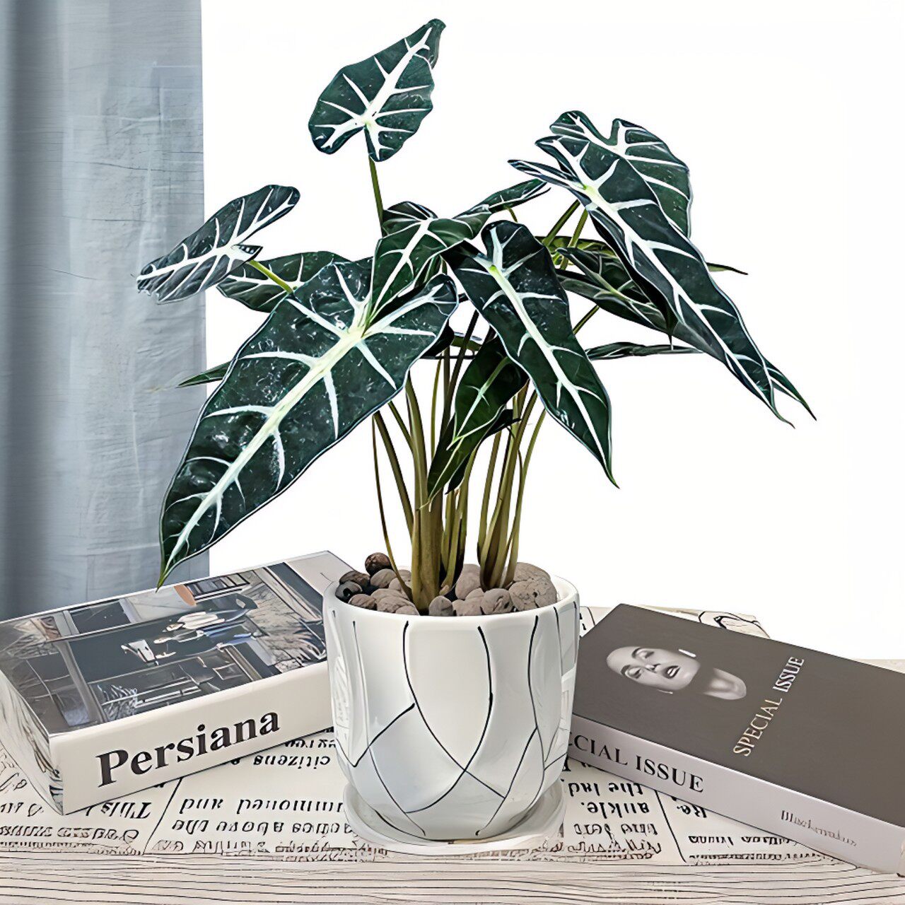 小仙女竹芋海芋黑叶莲花卉盆栽植物室内花桌面净化空气吸甲醛