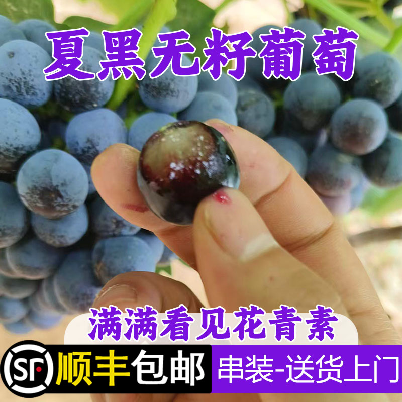 现摘现发夏黑无籽葡萄
