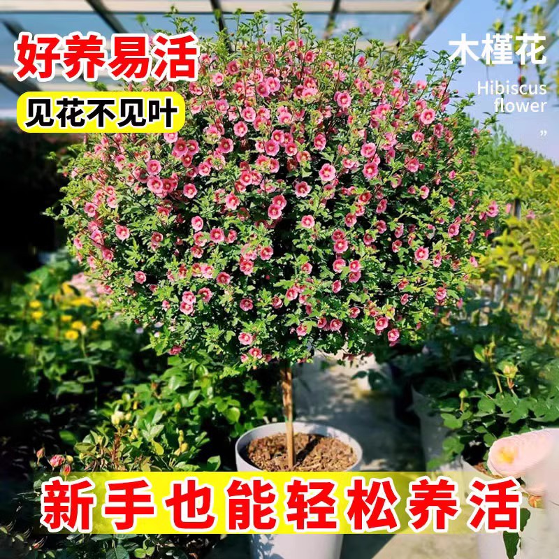 速发小木槿棒棒糖花苗蓝雪花四季好养花卉盆栽室内台庭院带花发货