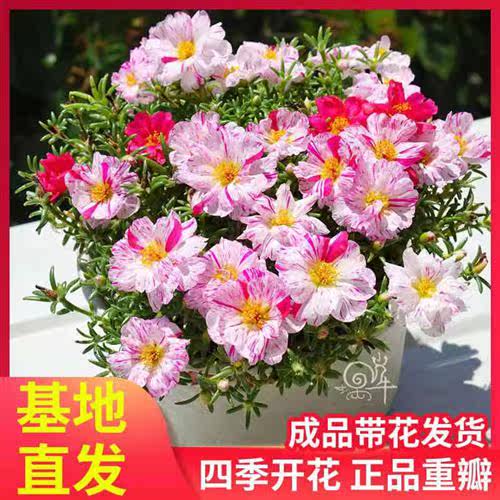太阳花盆栽苗含盆 价格 怎么样 图片
