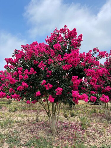紫薇树苗红火箭天鹅绒红花丛生紫薇庭院花卉四季盆栽绿化工程