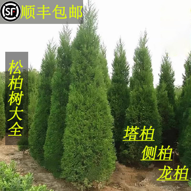 塔柏树苗松树苗墓地柏树蜀桧宝塔松龙柏侧柏四季常青绿化耐寒树苗图片