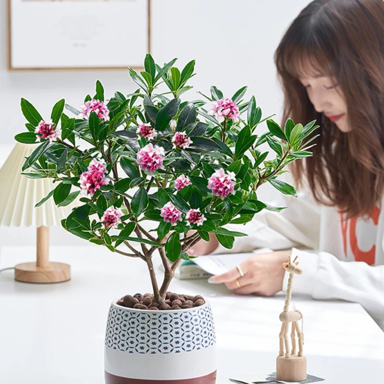 金边瑞香盆栽浓香型带花苞室内老