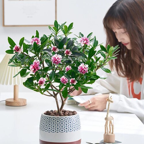 金边瑞香盆栽浓香型带花苞室内老桩客厅观花植物耐寒花卉四季开花