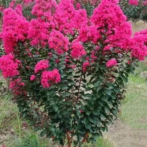 紫薇树苗红火箭天鹅绒红花丛生紫薇庭院花卉四季盆栽绿化工程