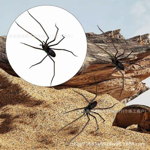 新品Spider Fridge Magnets 亚马逊家居蜘蛛磁吸冰箱贴装饰