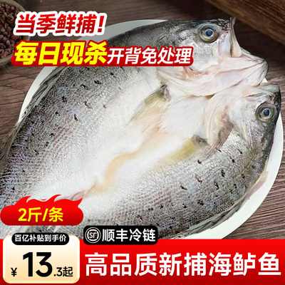 新鲜海鲈鱼开背冷冻鲜活