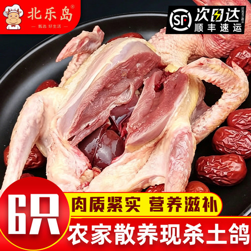乳鸽子新生鲜活现杀冷冻老鸽子5年农家散养土鸽子冷冻肉煲汤批发