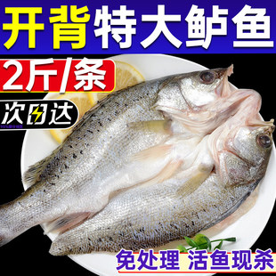 清蒸海鲈鱼深海野生特大新鲜活三去开背白蕉七星海鲈鱼预制菜商用