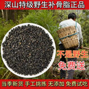 正宗野生补骨脂500克新货包邮中药材无硫熏泡水干净饱满补骨脂粉
