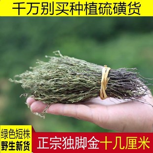 独脚金草药野生干货中药材消积汤金疳积草儿童肠胃调理消食双金汤
