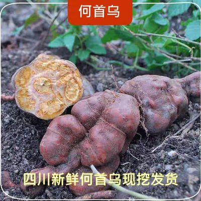 【真野生】30年以上新鲜老何首乌