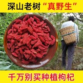 天然纯野生枸杞500g特级中药材干货滋补养生茶无硫无添加精选食材