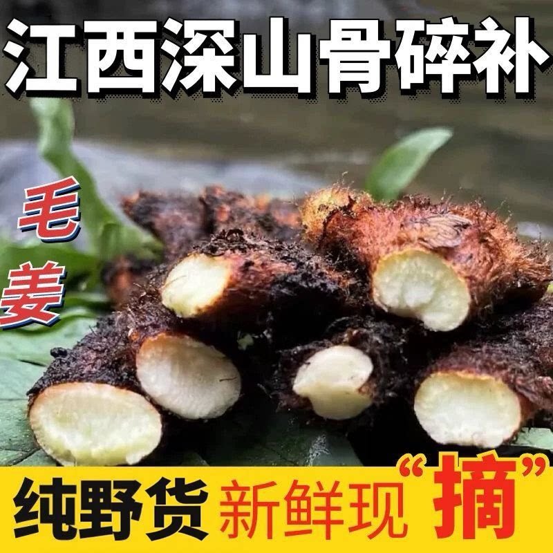 贵州野新鲜骨碎补爬岩姜新鲜现摘生石岩姜接骨猴姜毛姜肉碎补500g
