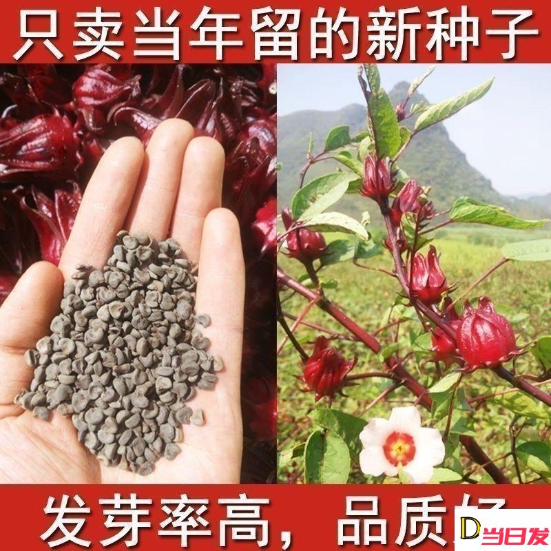 洛神花种子食用红桃K种子玫瑰茄花草茶种子四季阳台易种盆栽植物