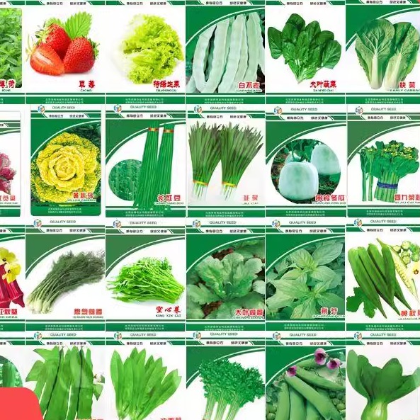 蔬菜种子四季播盆栽阳台香菜辣椒番茄黄瓜豆易种籽孑大全茼蒿菜