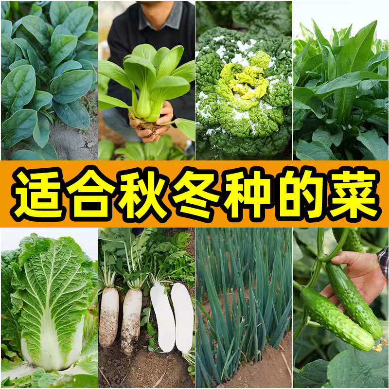 驾欲秋冬季蔬秋冬季蔬菜种