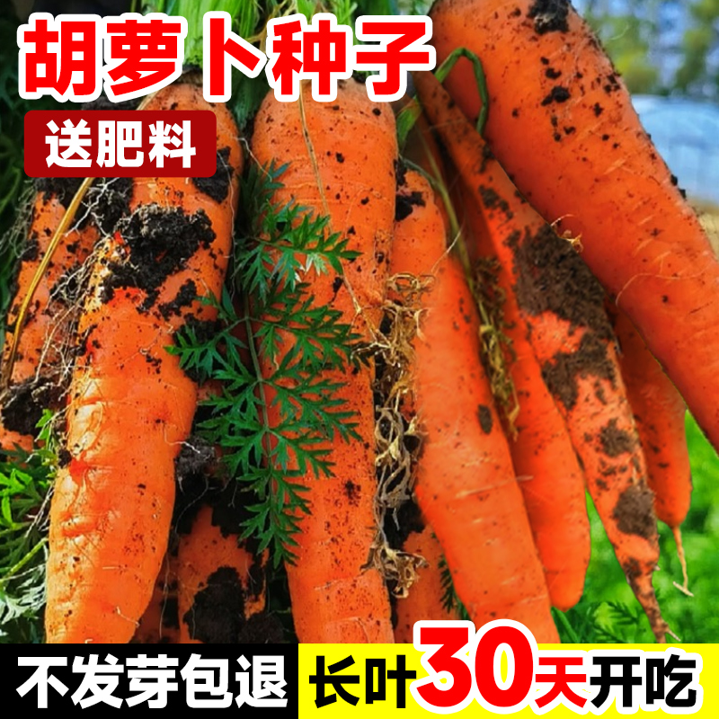 胡萝卜种子水果蔬菜种孑红樱桃罗卜种籽大全四季种植菜苗阳台盆栽