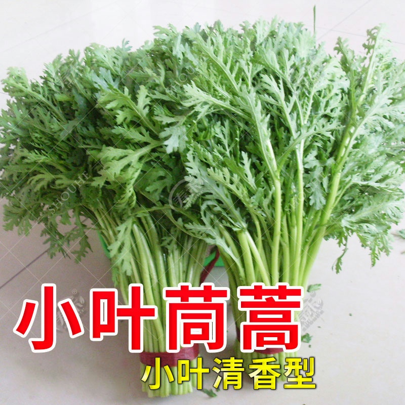 小叶茼蒿种子种籽皇帝菜光杆菜种菊花四季籽种青菜蔬菜孑菜籽菜种