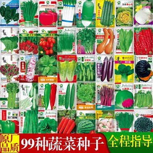 四季 种子香菜菠菜青菜葱油麦菜白菜罗卜籽简单易种籽孑大全