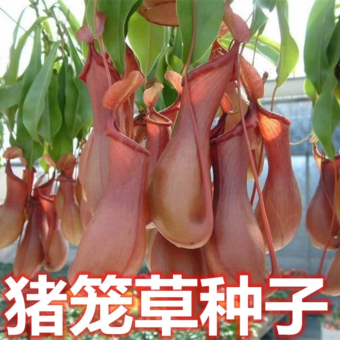 捕蝇草种子猪笼草种子捕苍蝇盆栽食蝇草籽驱虫草食虫植物食虫草