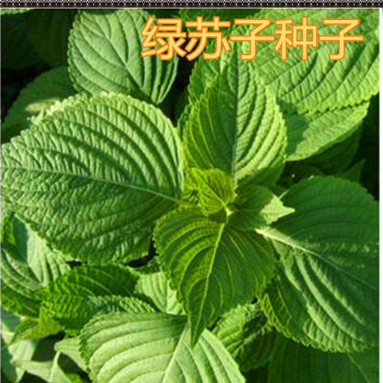 苏子叶种籽子东北大叶绿苏种子可食用药用春秋四季种阳台盆栽蔬菜使用感如何?