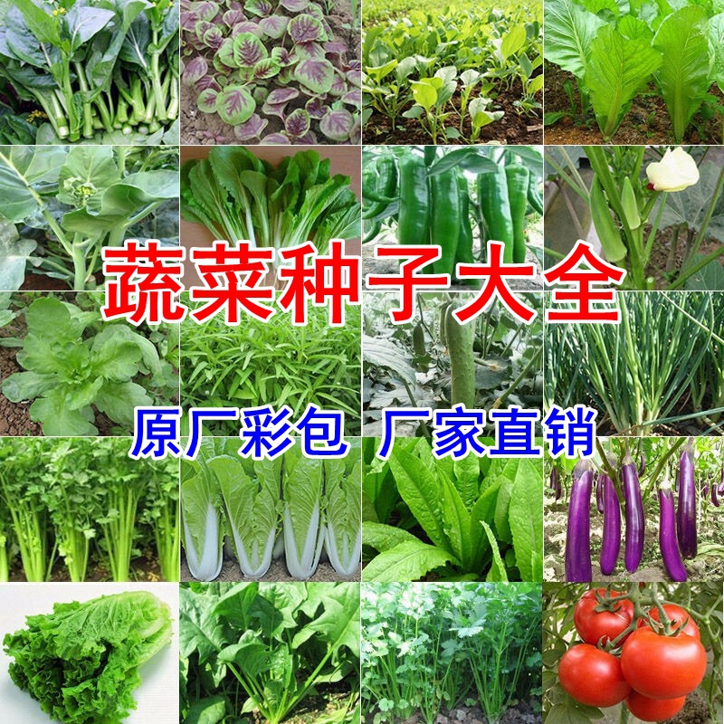 家庭蔬菜种子四季播种阳台盆栽香菜菠菜生菜萝卜小葱番茄籽孑大全