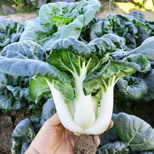奶油白菜种子矮脚黑叶白菜油菜抗冻乌青菜春秋播四季蔬菜种籽孑子